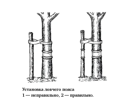 Правильная обмотка ловчего пояса на дереве